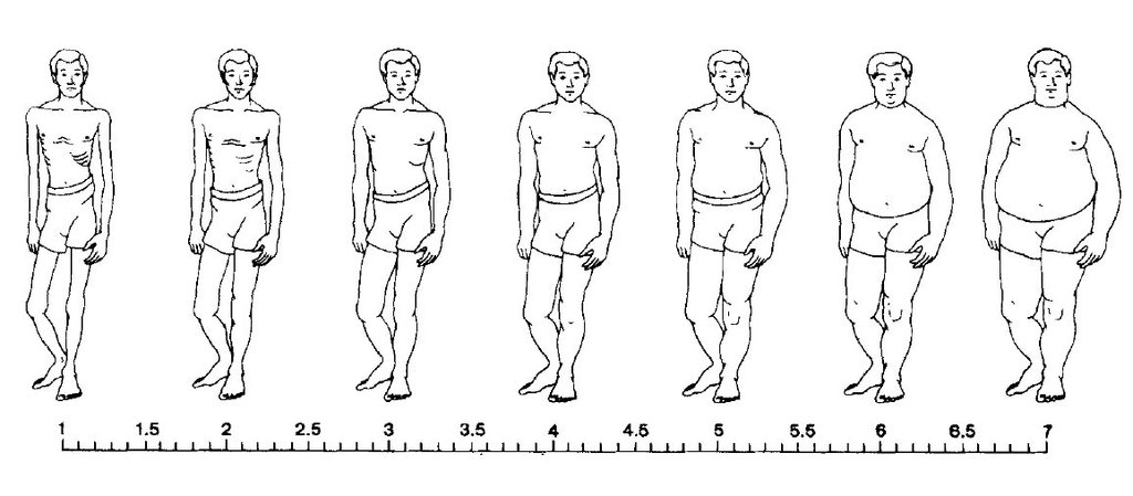 Image for Collins Adult Male Scale. Adapted from Collins, M. E. (1991). Body figure perceptions and preferences among preadolescent children. International Journal of Eating Disorders, 10, 199-208.